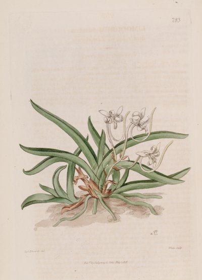 Illustration de Neofinetia falcata (comme syn. Limodorum falcatum) - Sydenham Teast Edwards